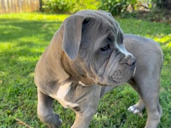 American bully female pup for sale