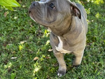 American bully female pup for sale
