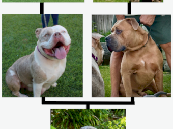 American bully female pup for sale