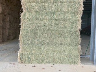 Large square lucerne bales