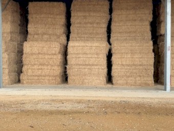 Large square lucerne bales