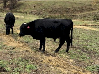 5 Murdeduke Quarterback Sired Bulls