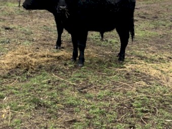 5 Murdeduke Quarterback Sired Bulls