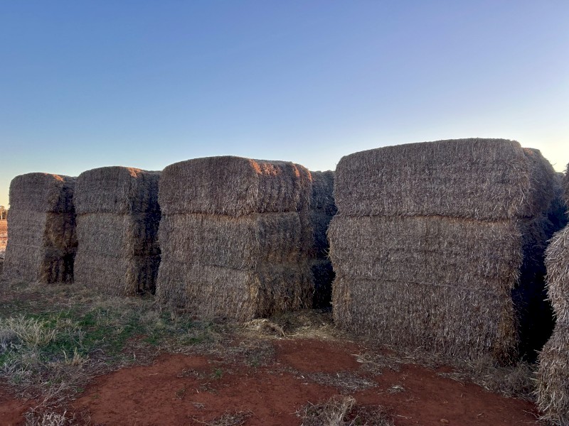 BARLEY STRAW (HEADER TAILINGS)
