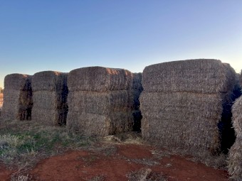 BARLEY STRAW (HEADER TAILINGS)