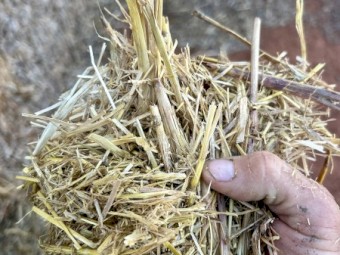 BARLEY STRAW (HEADER TAILINGS)