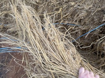 Rice Straw