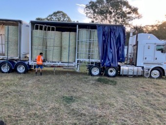  Premium 4^4 Rhodes Grass Hay Shedded