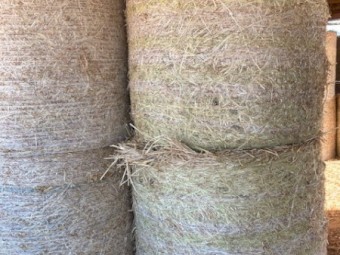 4^4 Beardless Barley Hay