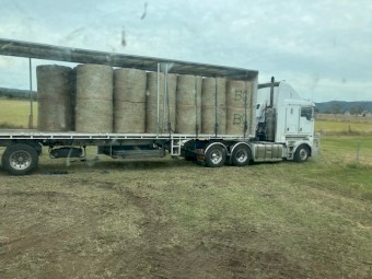 4^4 Beardless Barley Hay