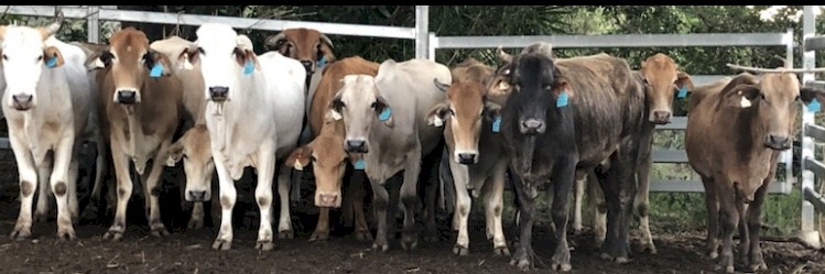 Brahman & Charbray X Breeders