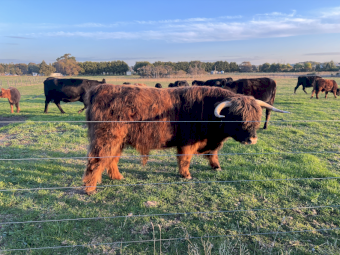 Scottish Highland Bull