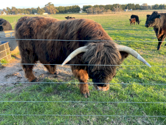 Scottish Highland Bull