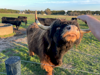Scottish Highland Bull