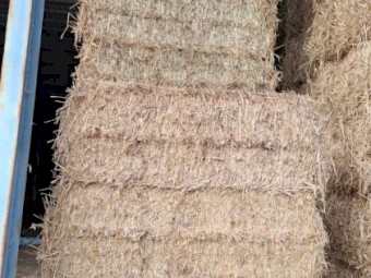 Forage Sorghum (Rain on but left to dry and cured properly)