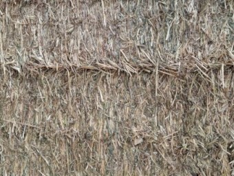 Forage Sorghum (Rain on but left to dry and cured properly)