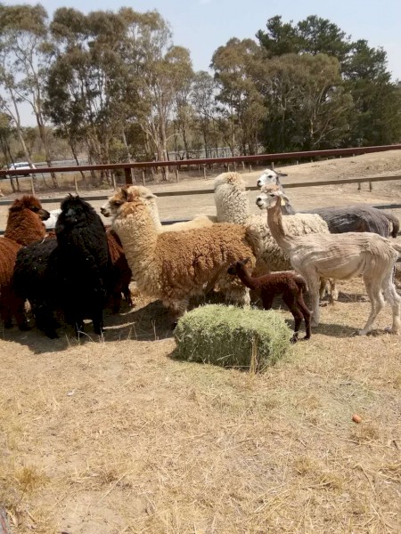 Alpaca raised on our family farm