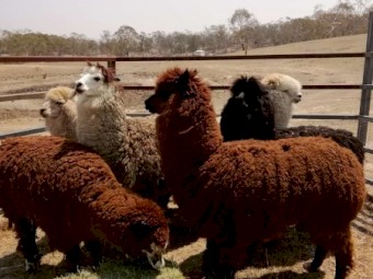 Alpaca raised on our family farm
