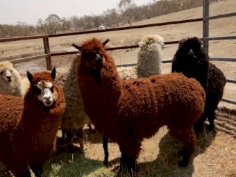 Alpaca raised on our family farm
