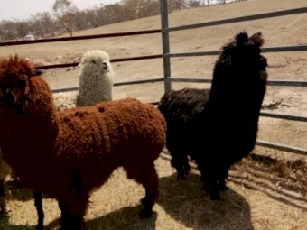 Alpaca raised on our family farm