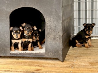 Kelpie pups