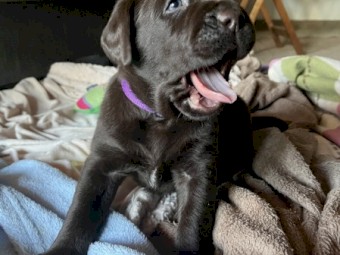 Labrador Retriever puppies 