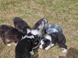 Border Collie Puppies