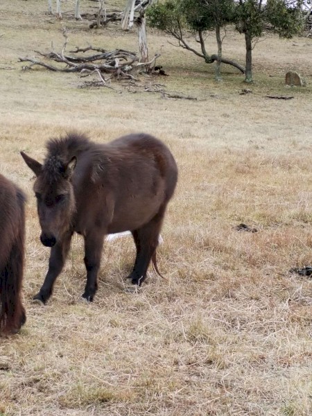 Two mules for sale