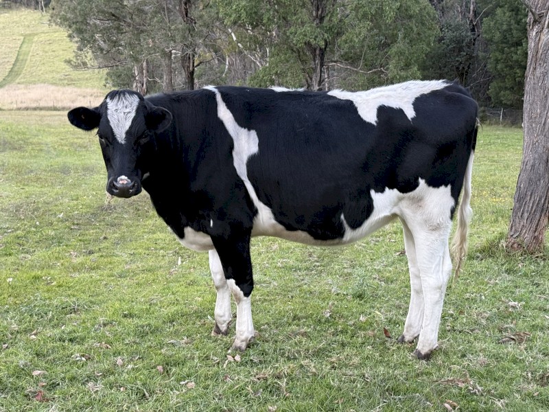  2 Year Old Friesian Heifer 