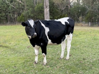  2 Year Old Friesian Heifer 