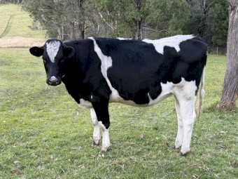  2 Year Old Friesian Heifer 
