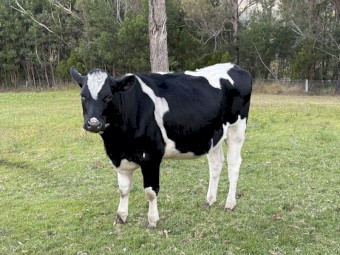  2 Year Old Friesian Heifer 