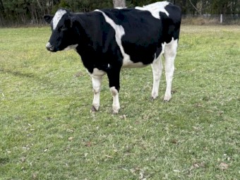  2 Year Old Friesian Heifer 