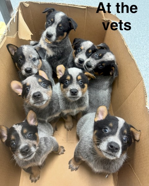 Blue Heeler puppies PUREBRED