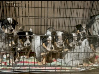 Blue Heeler puppies PUREBRED
