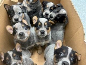 Blue Heeler puppies PUREBRED