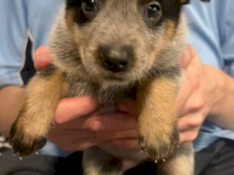 Blue Heeler puppies PUREBRED