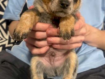 Blue Heeler puppies PUREBRED