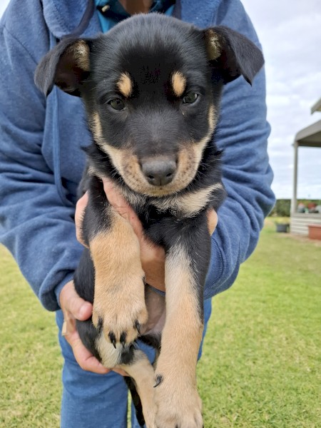 Black tan kelpie pups male and female 