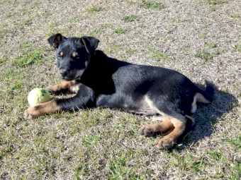 Black tan kelpie pups male and female 
