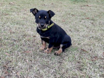 Black tan kelpie pups male and female 