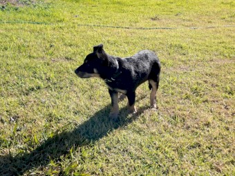 Black tan kelpie pups male and female 