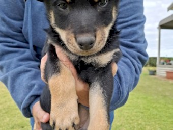 Black tan kelpie pups male and female 
