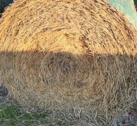 Wheaten hay 5x4 only 20 left