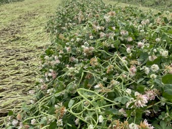 Balansa Clover Hay 8x4x3 bales
