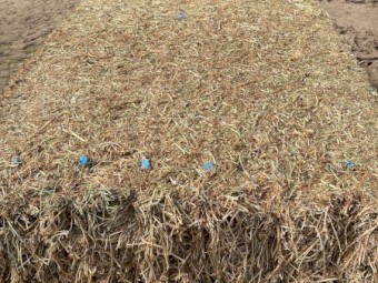 Balansa Clover Hay 8x4x3 bales