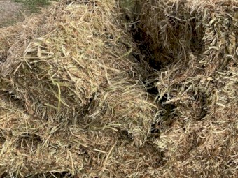 Balansa Clover Hay 8x4x3 bales