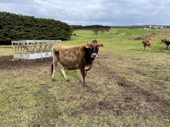 Rising 2.5yo Jersey heifers due to calve mid Aug x 22