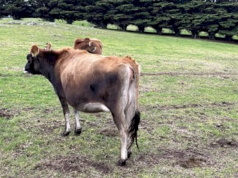 Rising 2.5yo Jersey heifers due to calve mid Aug x 22