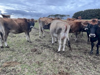 Rising 2.5yo Jersey heifers due to calve mid Aug x 22